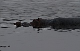 Hippo with just a few weeks old calf, Lake Masek